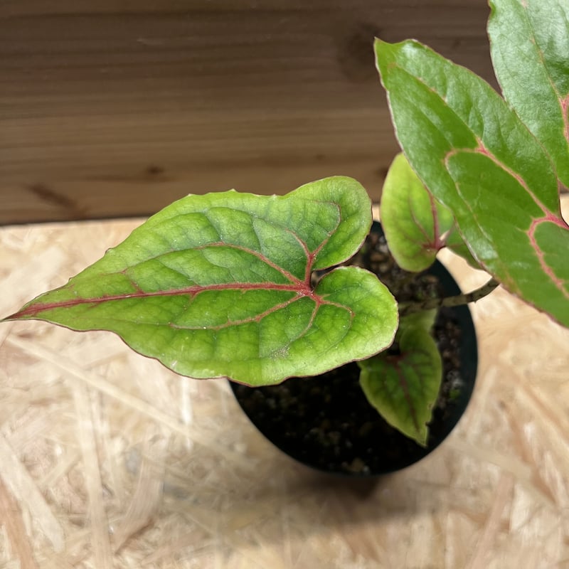 キルトスペルマ ジョンストニー | GREEN LUCK