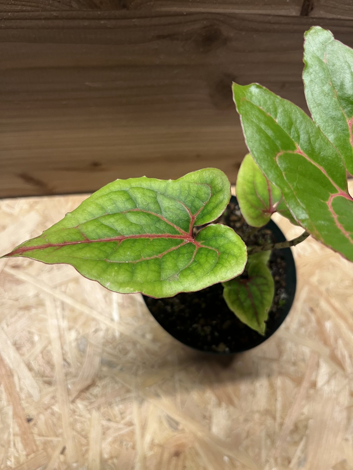 キルトスペルマ ジョンストニー | GREEN LUCK