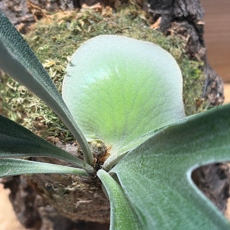 ビカクシダ　アルシコルネ　マダガスカル　'コンパクト'