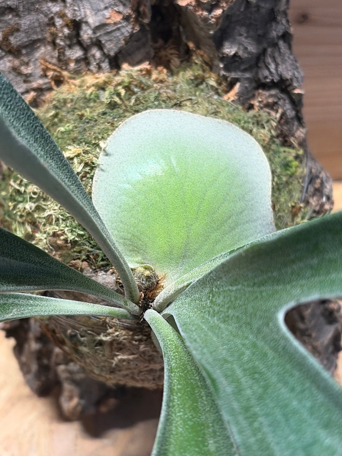 ビカクシダ　アルシコルネ　マダガスカル ビカクシダ アルシコルネ マダガスカル 'コンパクト' | GREEN LUCK