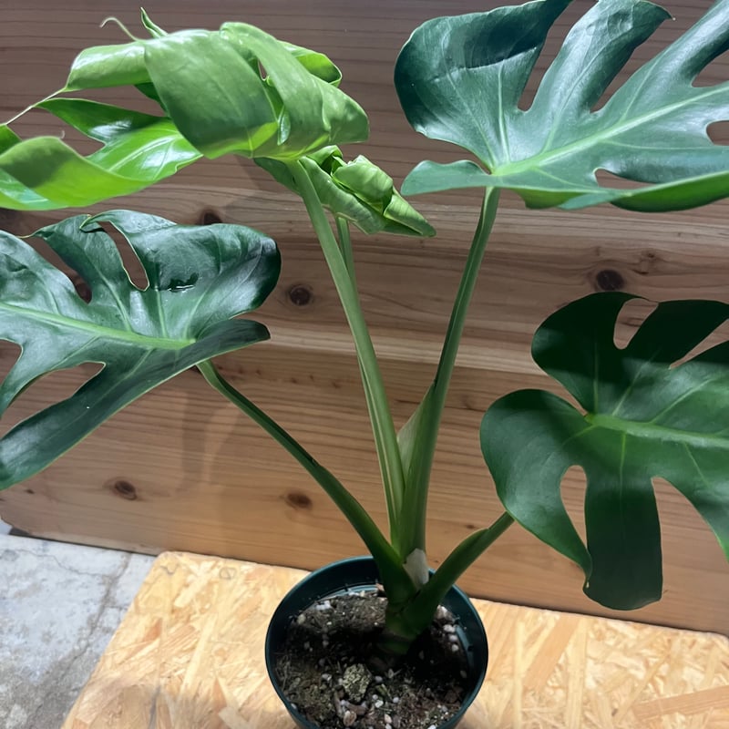 モンステラ デリシオーサ 実生 癖あり | GREEN LUCK