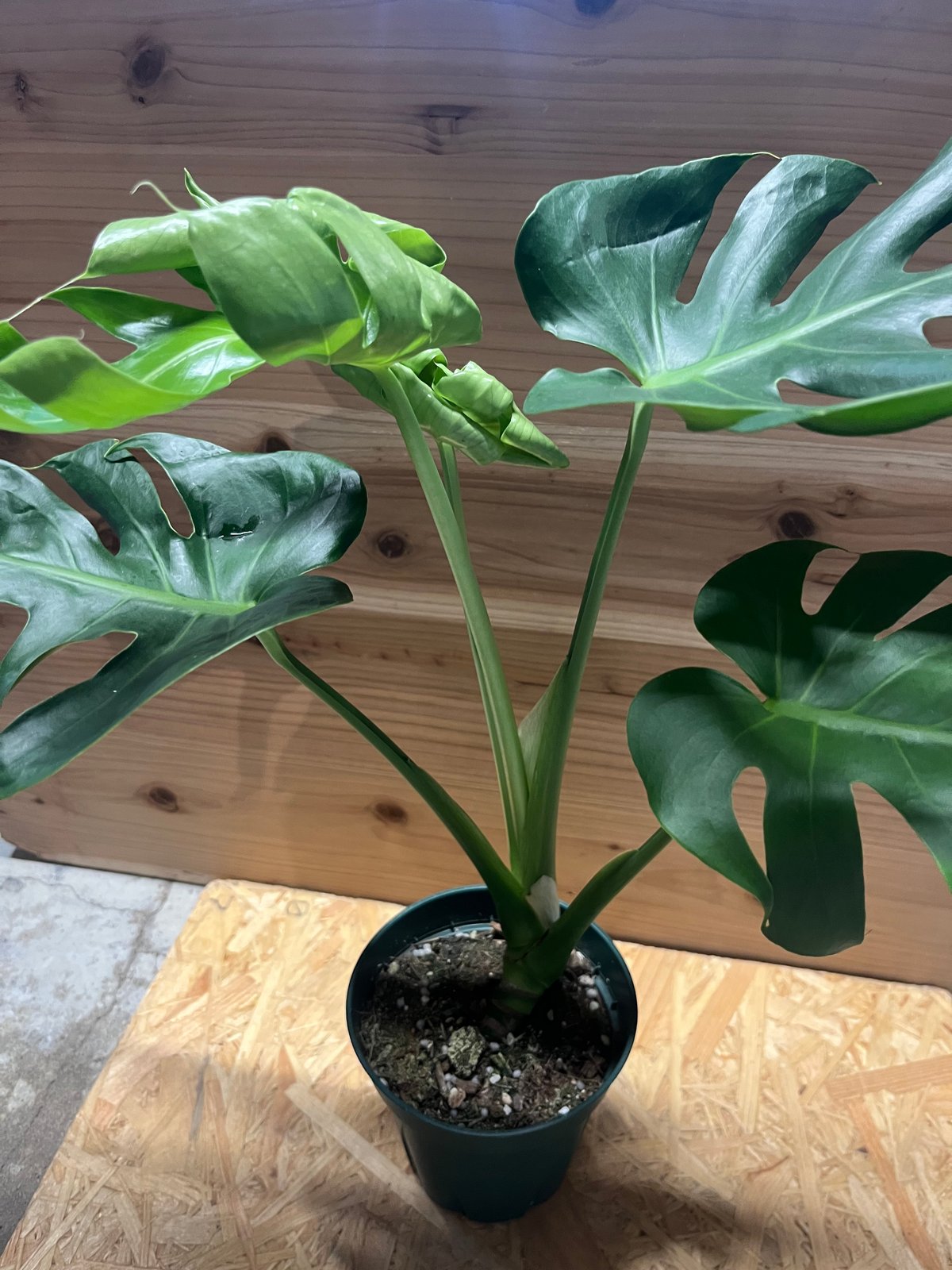 モンステラ デリシオーサ 実生 癖あり | GREEN LUCK