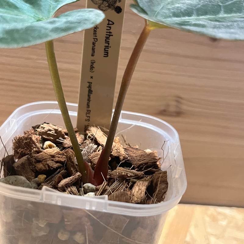 アンスリウム ダーケストパナマ×ソウルリーパー | GREEN LUCK