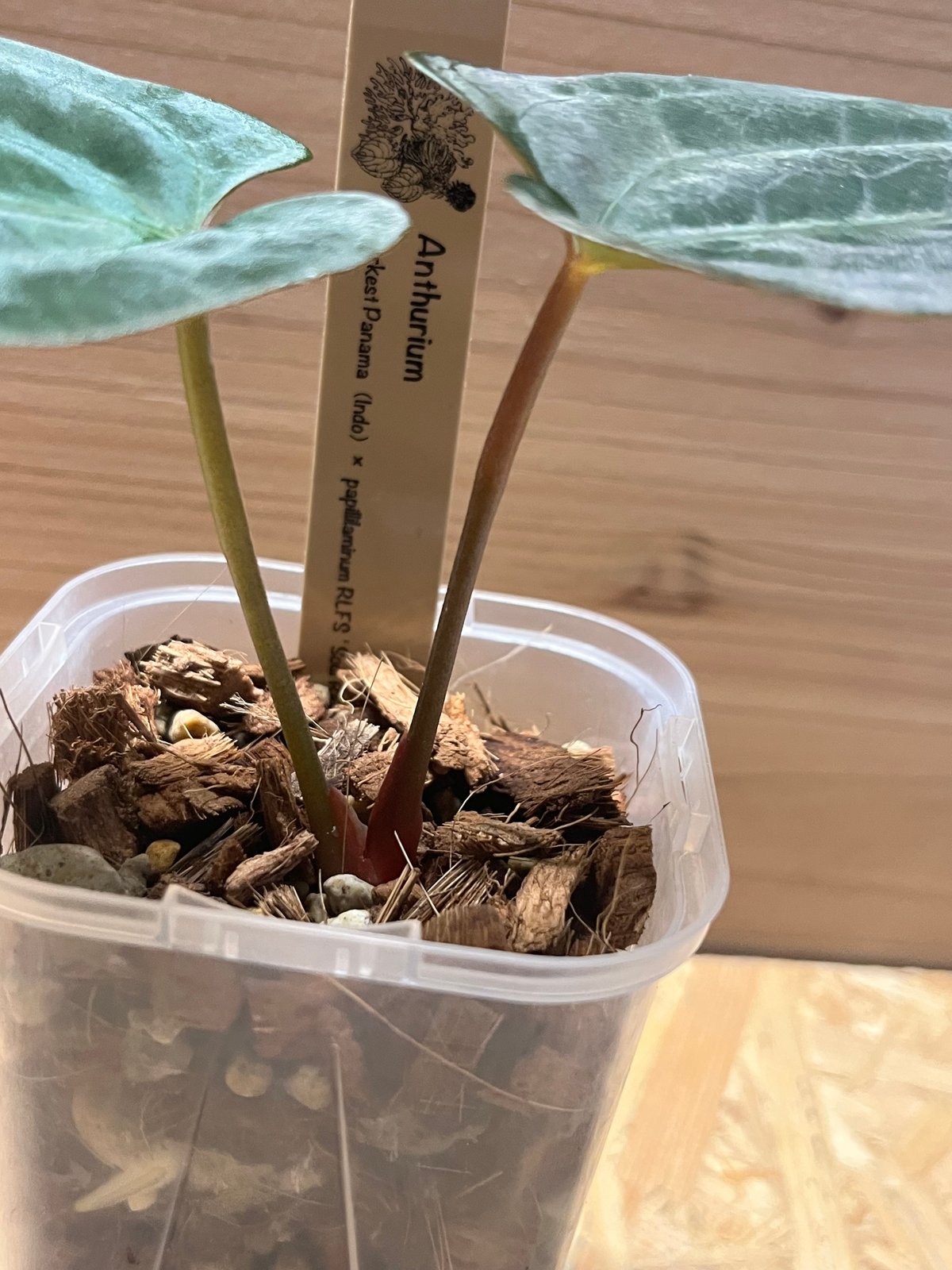 アンスリウム ダーケストパナマ×ソウルリーパー | GREEN LUCK