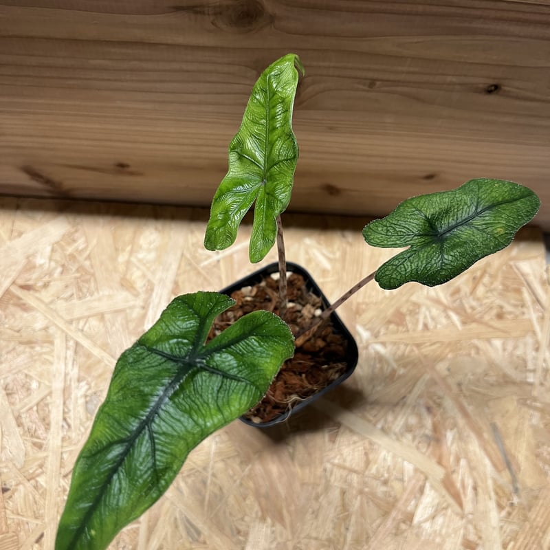 アロカシア13種セット＋ジャックリン斑入り小芋＋小芋複数 バラ売り不可 k*a様 アロカシア13種セット＋ジャックリン斑入り発根済み小芋【希少