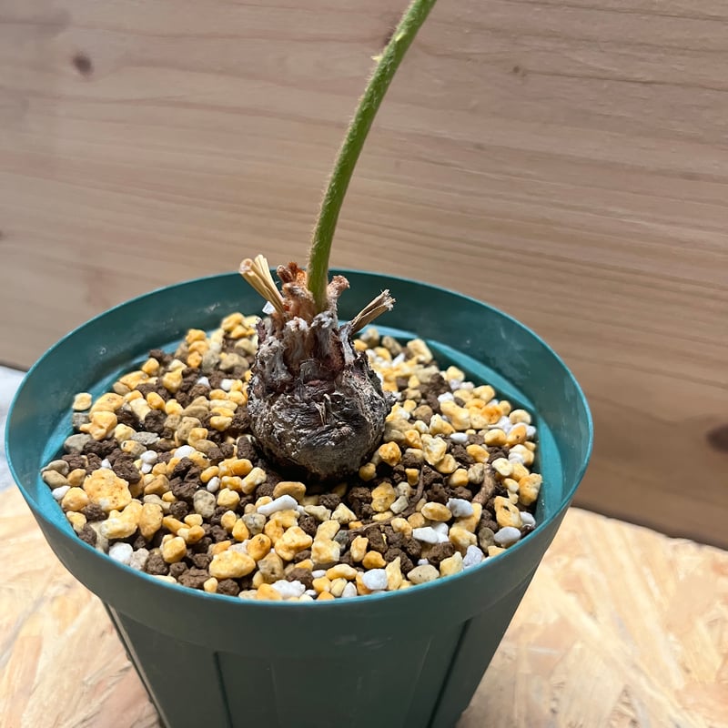 サイカス sp.タイシルバー | GREEN LUCK