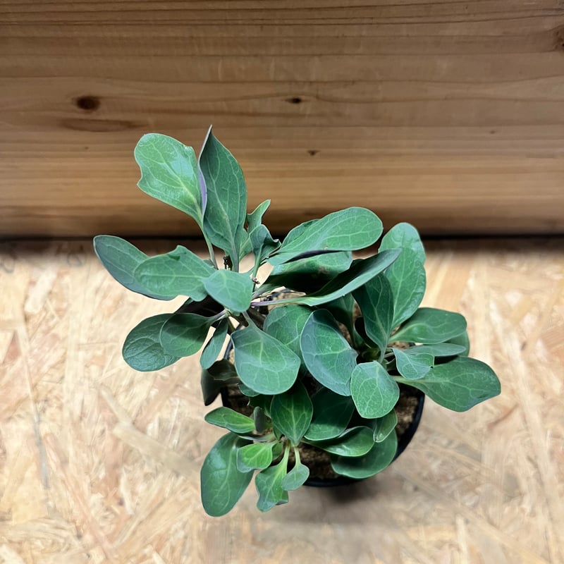 オトンナ トリプリネルビア | GREEN LUCK