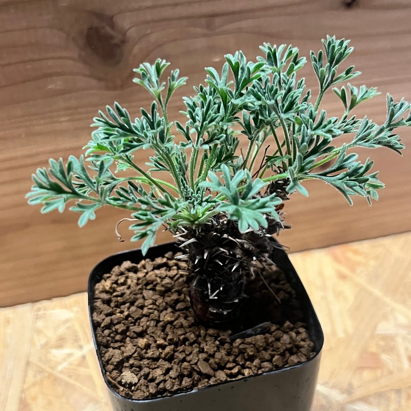 ペラルゴニウム ヒストリクス | GREEN LUCK