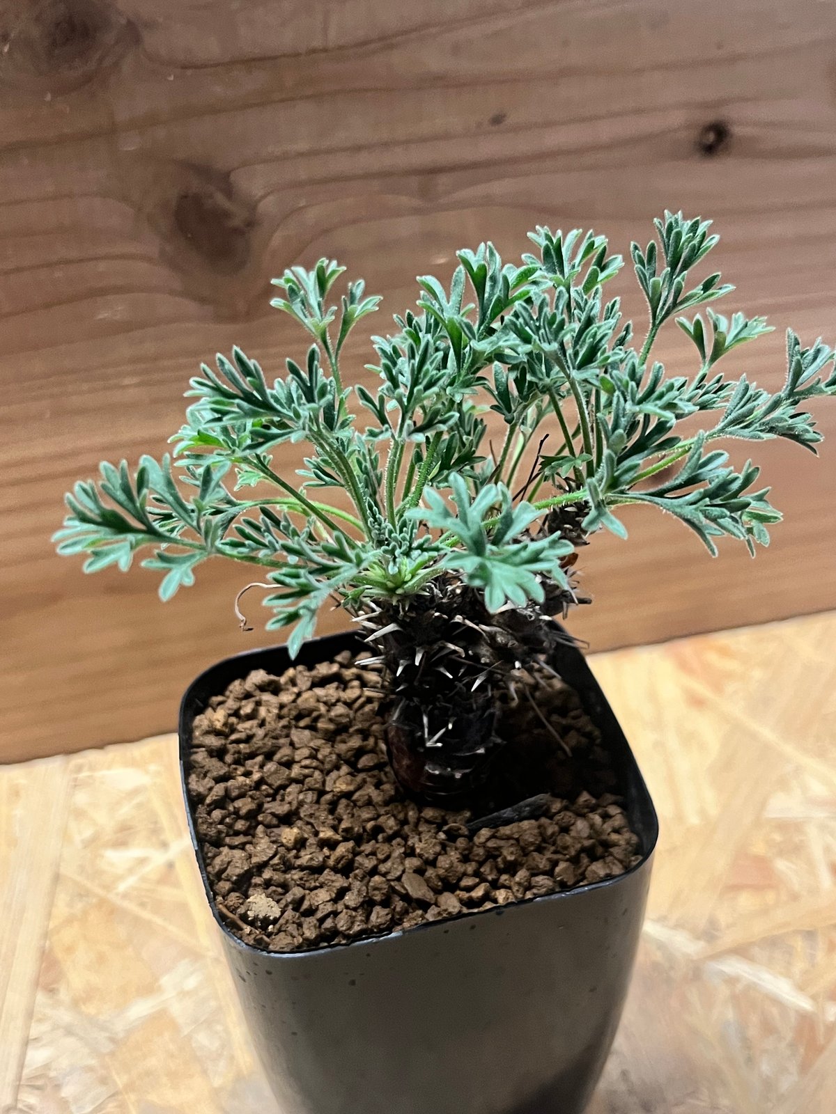 ペラルゴニウム ヒストリクス | GREEN LUCK