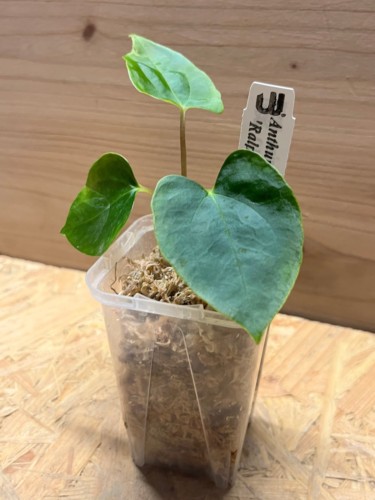 アンスリウム パピリラミナム ラルフライナム | GREEN LUCK