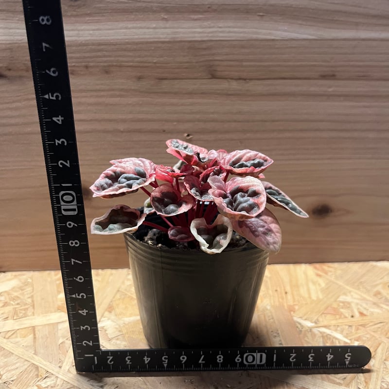 ペペロミア ストロベリークォーツ | GREEN LUCK