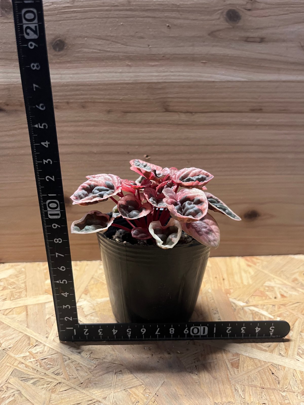 ペペロミア ストロベリークォーツ | GREEN LUCK