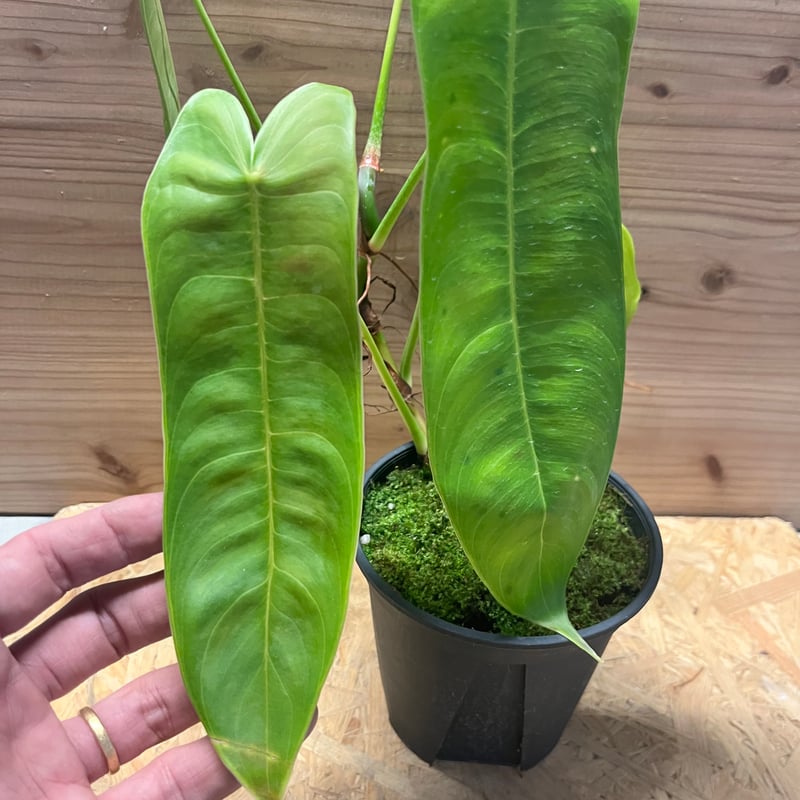 フィロデンドロン シャロニアエ | GREEN LUCK