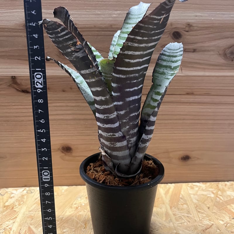 大株です！タンクブロメリア　エクメア『chantinii black』hyb. Aechmea chantinii Black series エクメア チャンティニー
