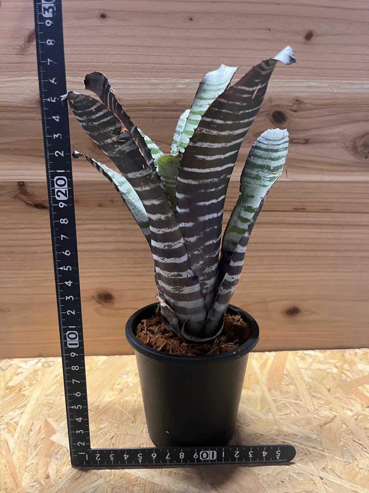 エクメア チャンティニー ハイブリッド | GREEN LUCK