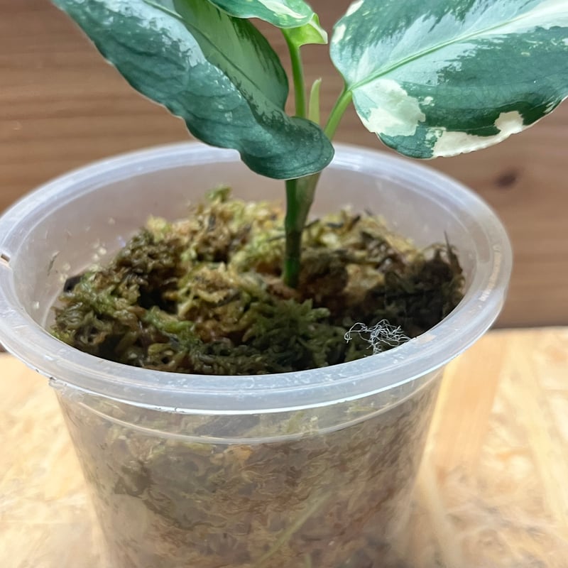 た*き様 アグラオネマ　ピクタム　斑入り アグラオネマ ピクタム 斑入り | AQUASHOP つきみ堂