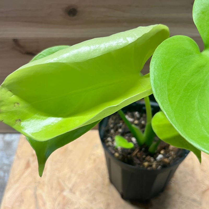 モンステラ デリシオーサ ゴールドリーフ | GREEN LUCK