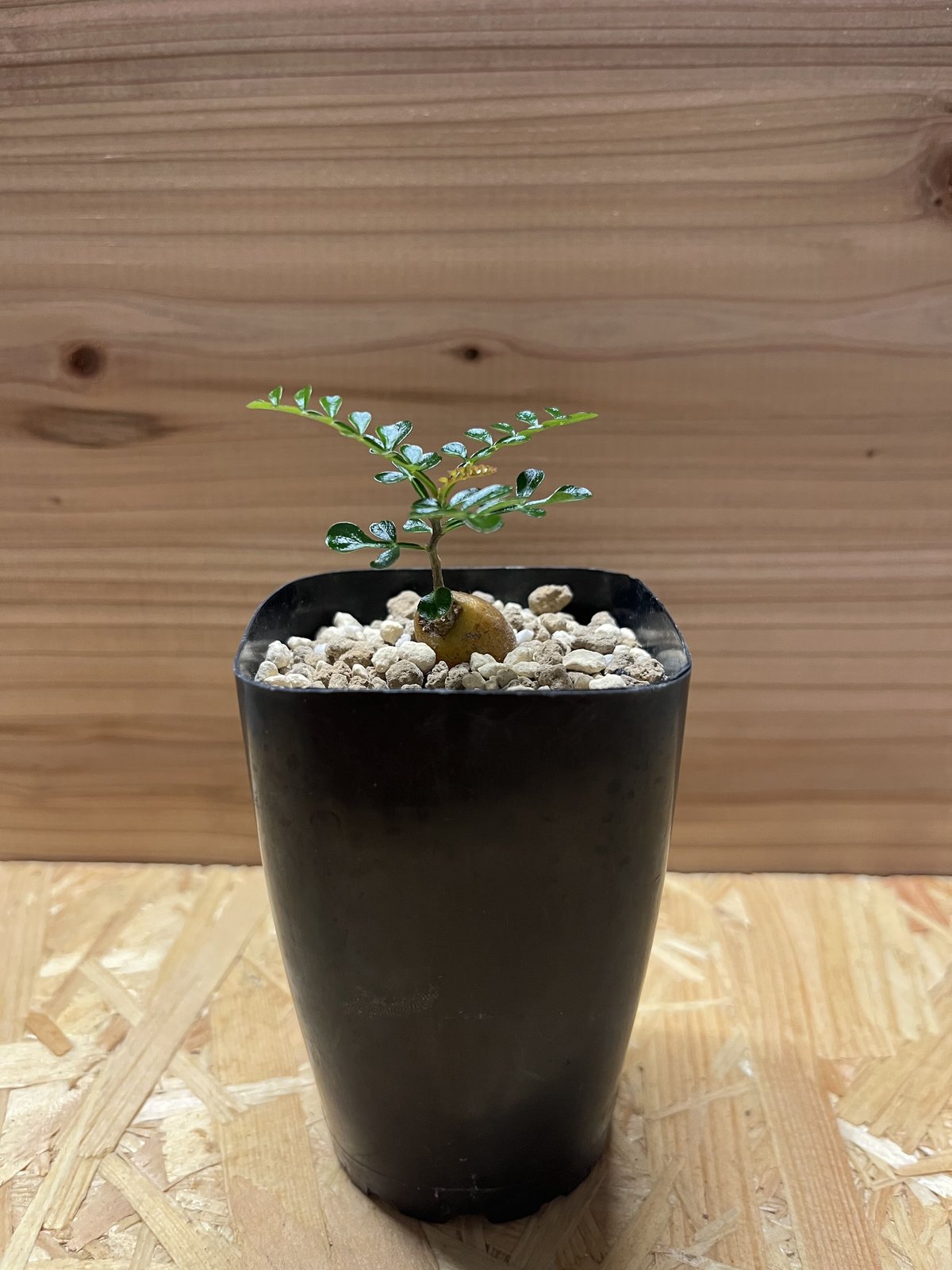 オペルクリカリアパキプス 根差し 発根済み オペルクリカリア パキプス 根差し | GREEN LUCK