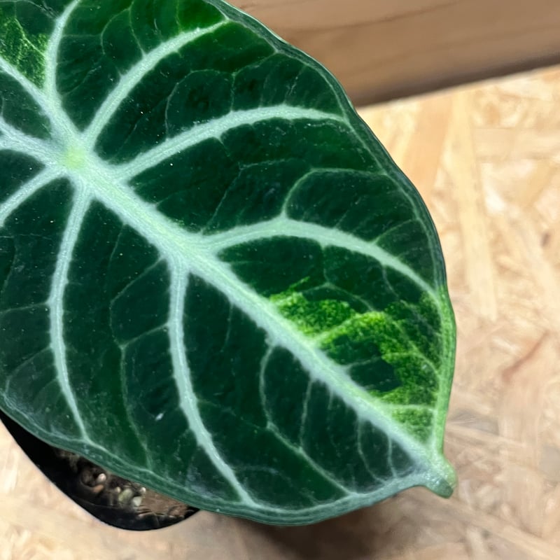 アロカシア ニンジャ | GREEN LUCK