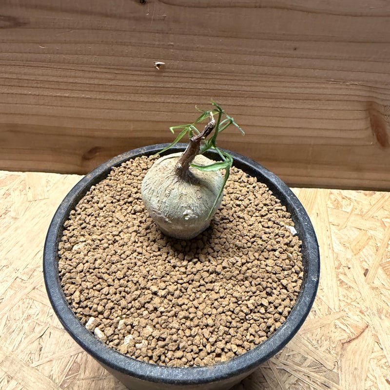 アデニア キルキー | GREEN LUCK