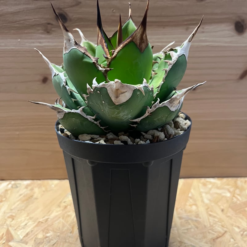 アガベ チタノタ オアハカ | GREEN LUCK