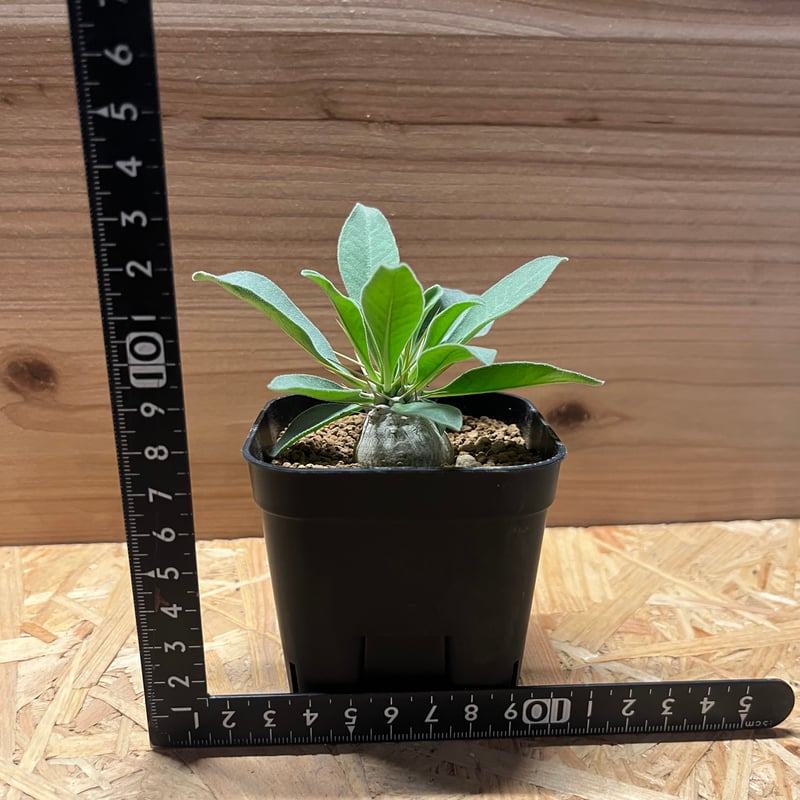 光堂 パキポディウム ナマクアナム 実生(Pachypodium 光堂 パキポディウム ナマクアナム 実生(Pachypodium