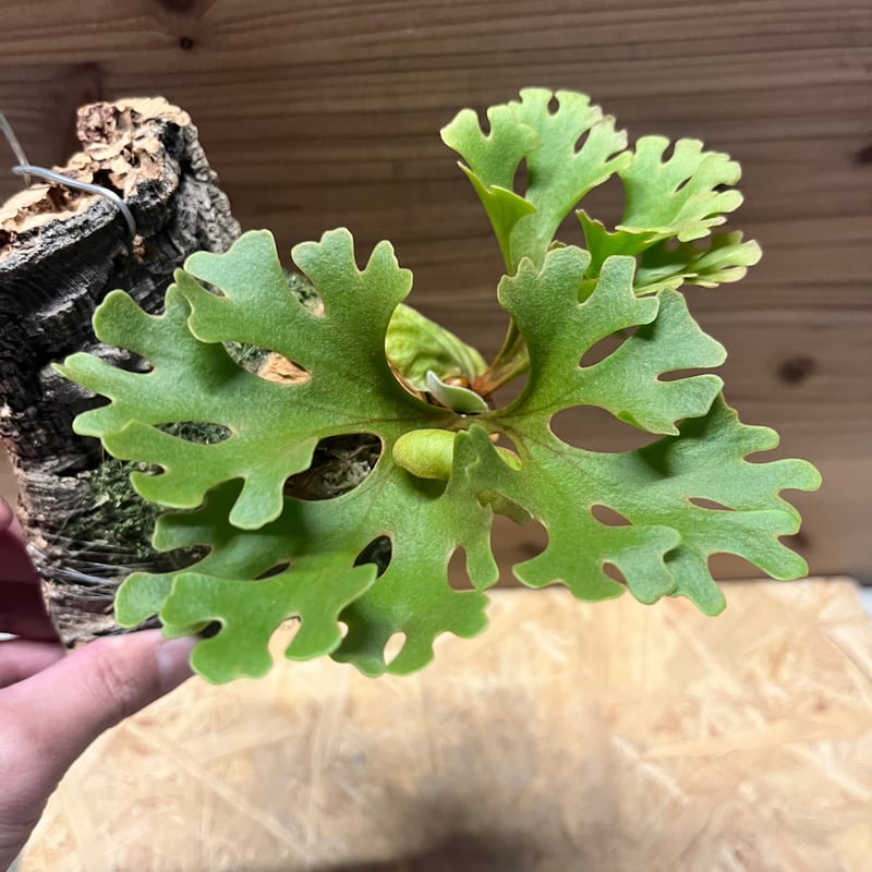 ビカクシダ リドレイ ドワーフ シルベリー | GREEN LUCK