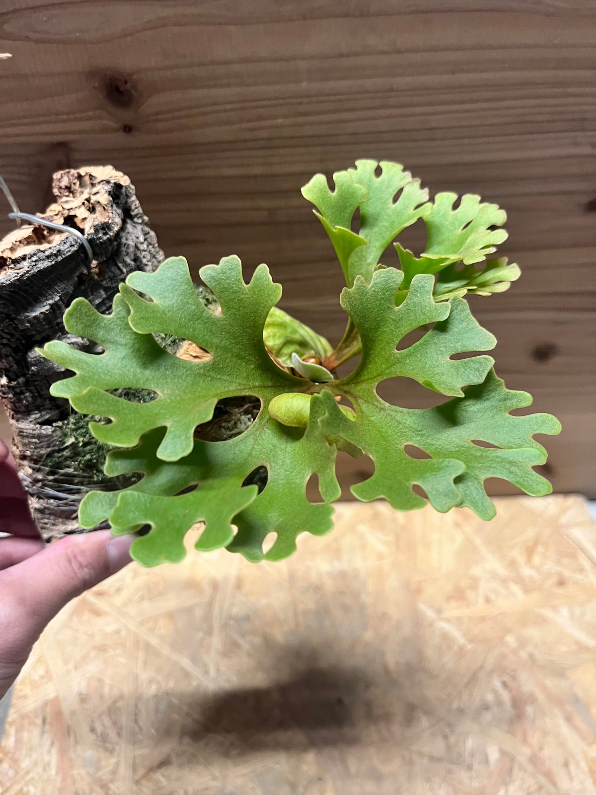 ビカクシダ リドレイ ドワーフ シルベリー | GREEN LUCK