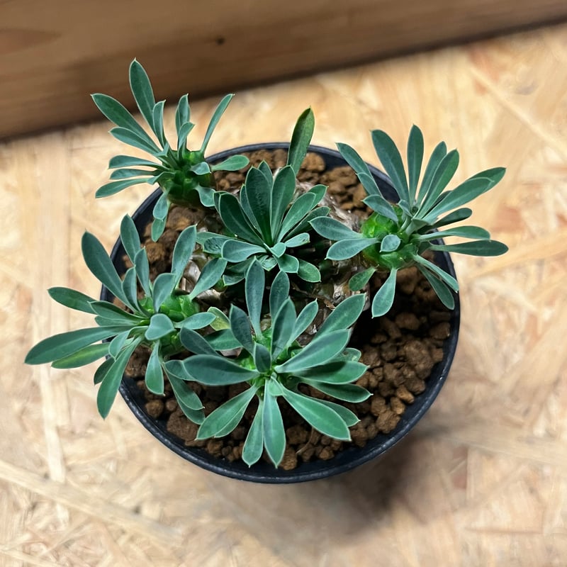 ユーフォルビア　峨眉山 ユーフォルビア 峨眉山 | GREEN LUCK