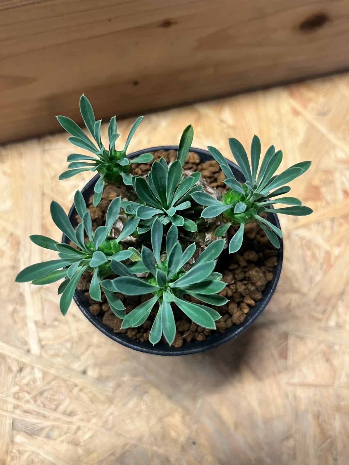 ユーフォルビア　峨眉山 楽天市場】峨眉山 ユーフォルビア Mサイズ 5.5cmポット 小〜中型種