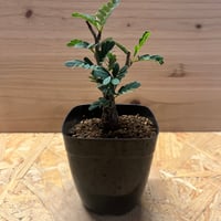 パキポディウム アンボンゲンセ 3頭 | GREEN LUCK