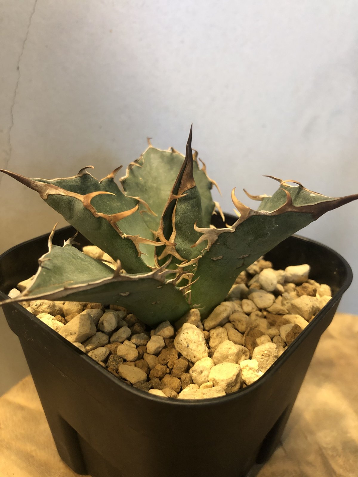 人気商品の アガベ アメリカ輸入株 チタノタ 植物/観葉植物