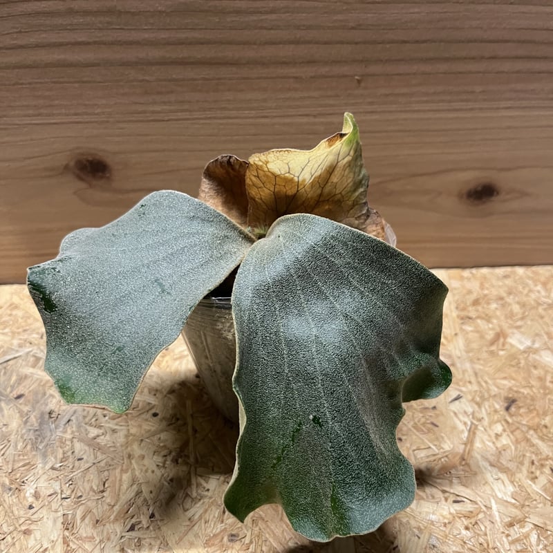 ビカクシダ エレファントティス アンゴレンセ | GREEN LUCK