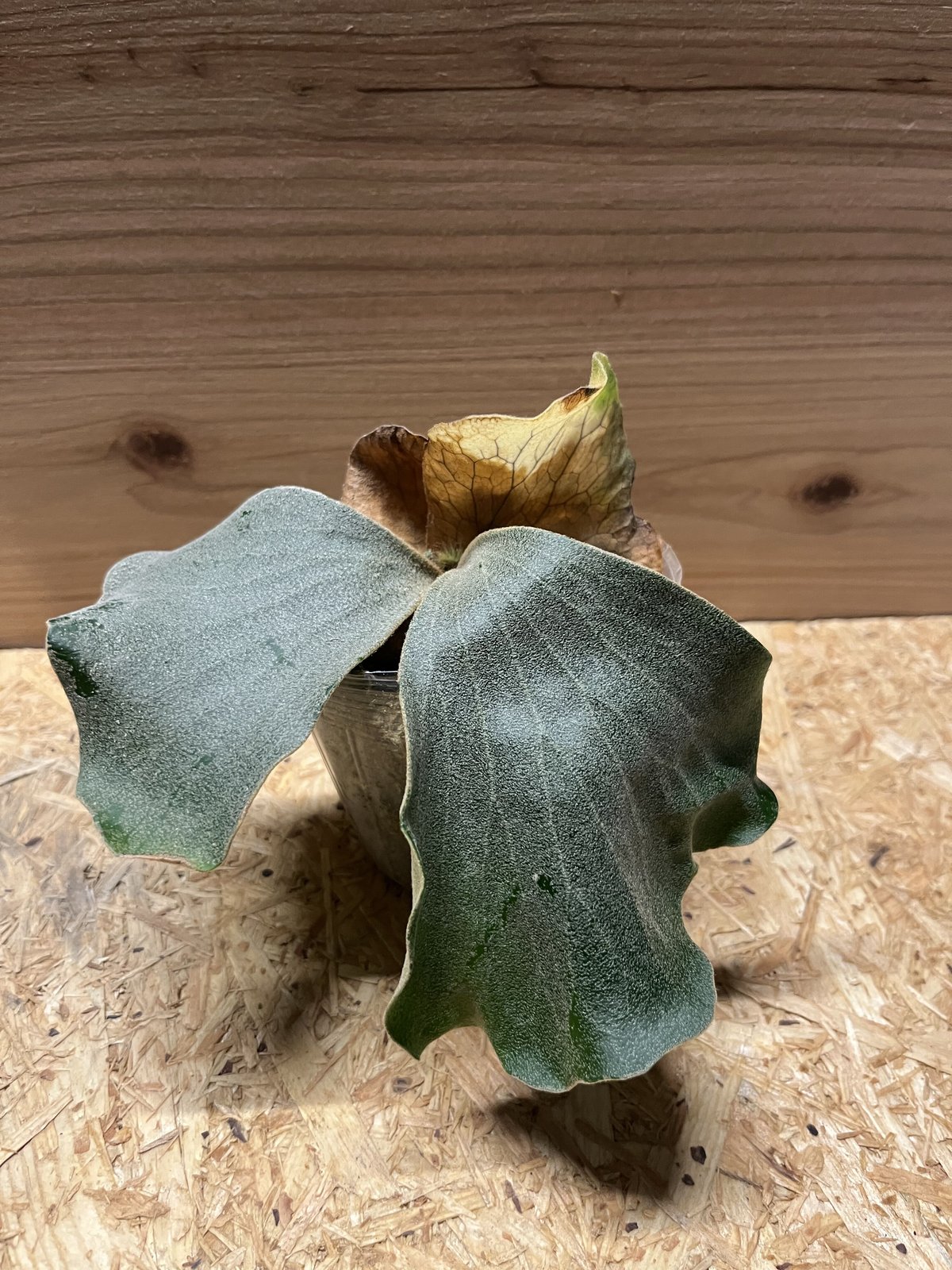 P.elephantotis(アンゴランセ) 園芸ネット本店｜ビカクシダ（コウモリラン）：エレファントティス