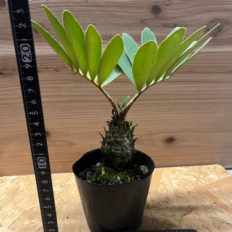 ザミア フルフラセア | GREEN LUCK