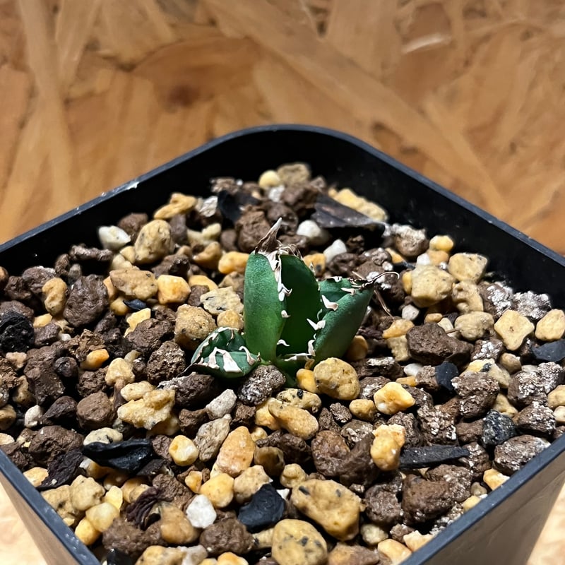 アガベ　チタノタ　オテロイ　SAD 南アフリカダイヤモンド　子株付き アガベ チタノタ オテロイ SAD 南アフリカダイヤモンド OC子株