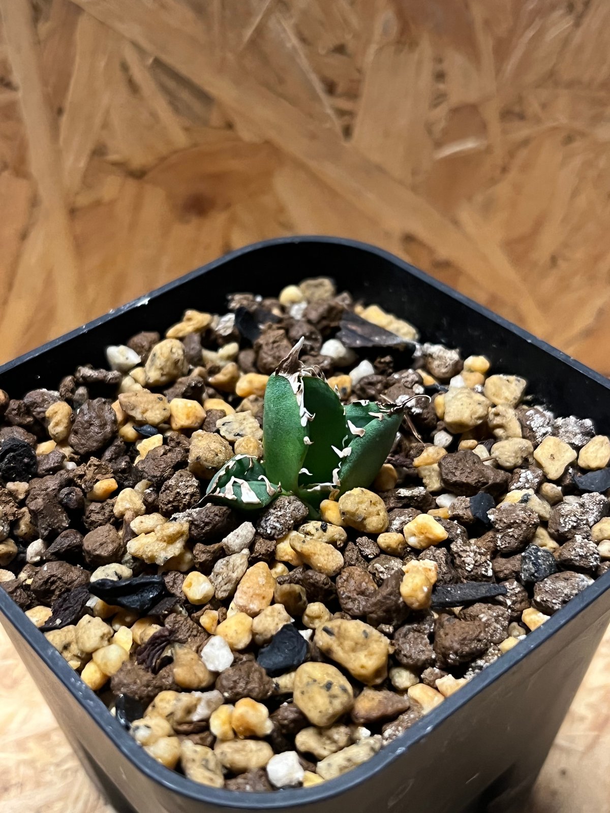 アガベ オテロイ 南アフリカダイヤモンド SAD | GREEN LUCK