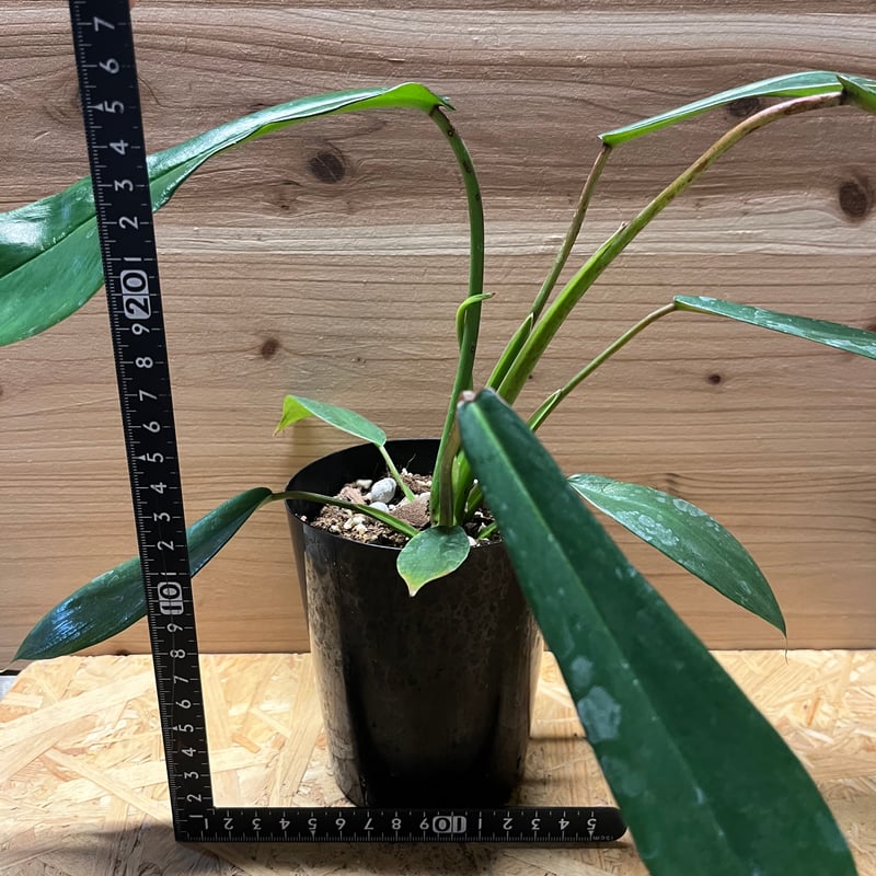 フィロデンドロン ジョーピー | GREEN LUCK