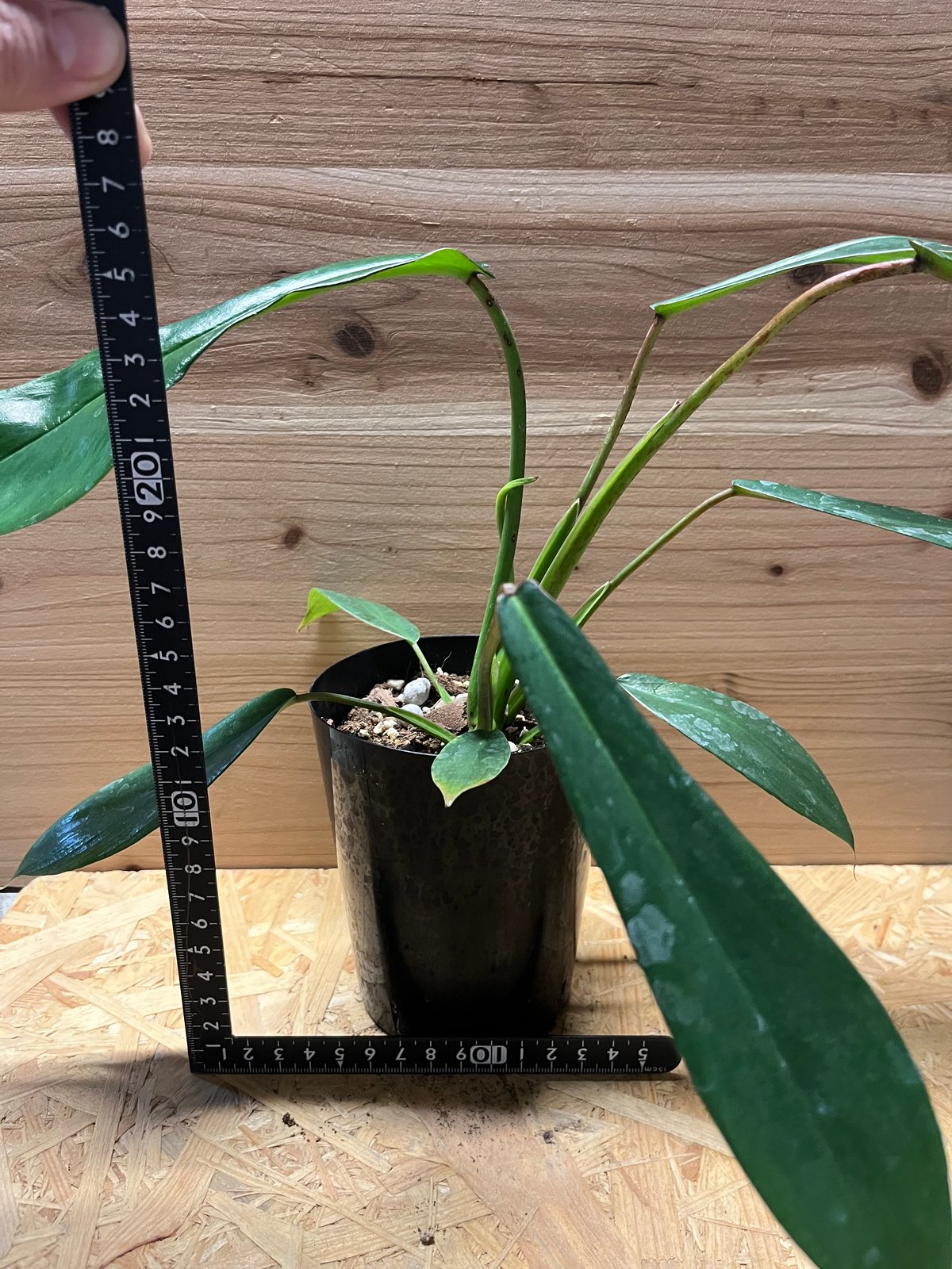 フィロデンドロン ジョーピー | GREEN LUCK