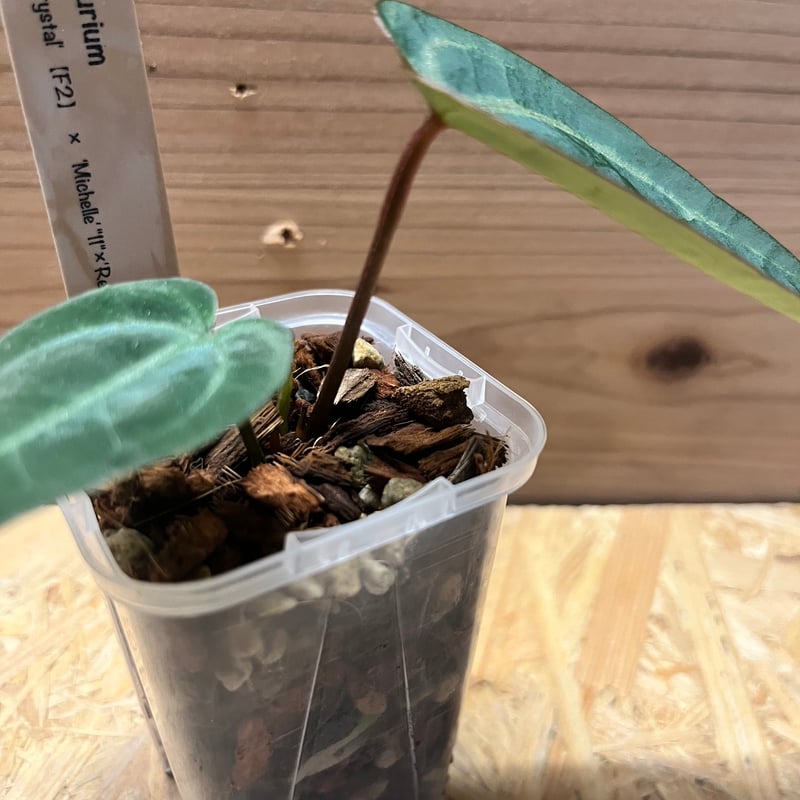 アンスリウム FTG S2 アンスリウム FTG S2