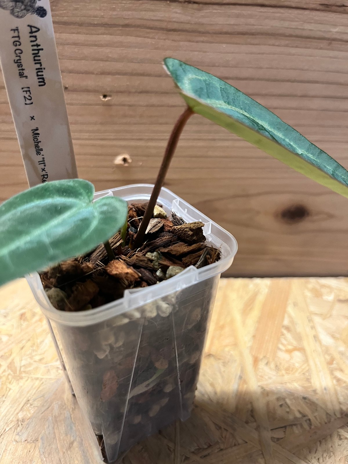 アンスリウム FTG S2 アンスリウム FTGクリスタル× ミシェル×レッドベルベットケーキ