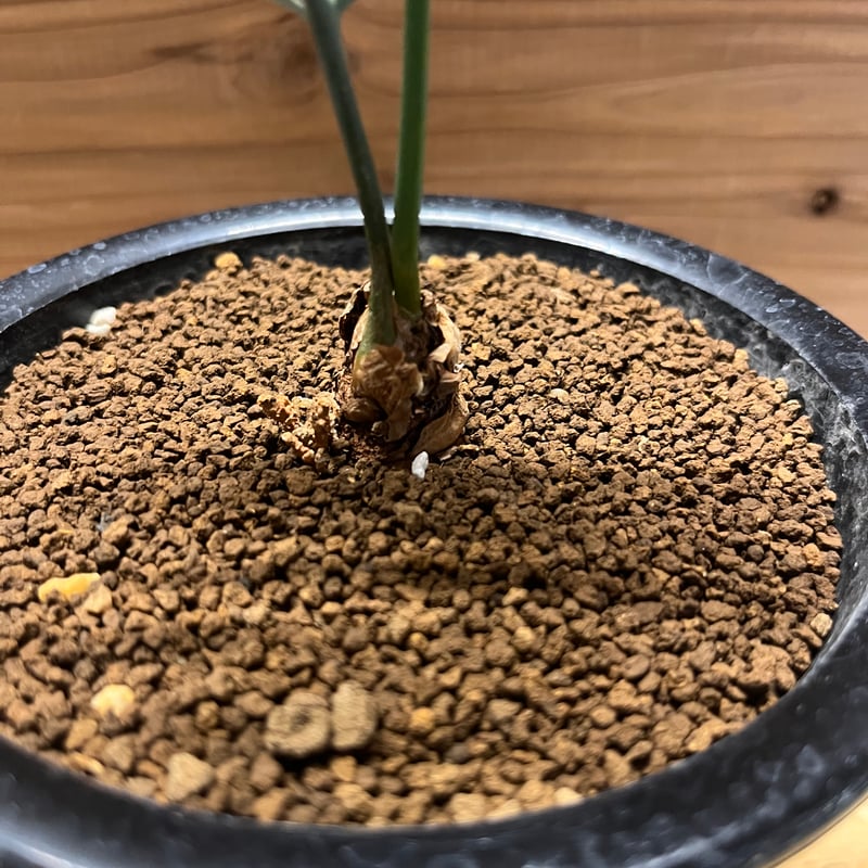 エンセファラルトス ホリダス ドワーフ | GREEN LUCK