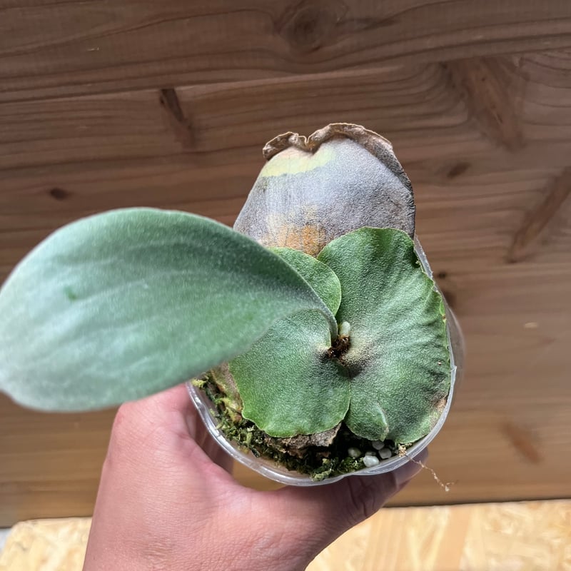 ビカクシダ スノーホワイト | GREEN LUCK