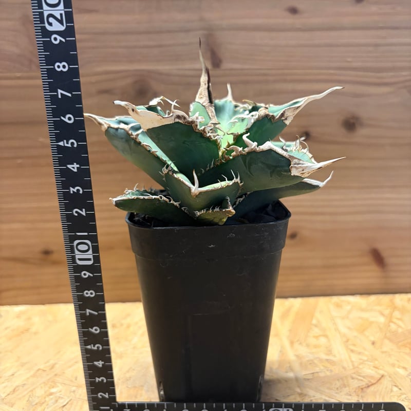 アガベ チタノタ '緑幽霊' | GREEN LUCK