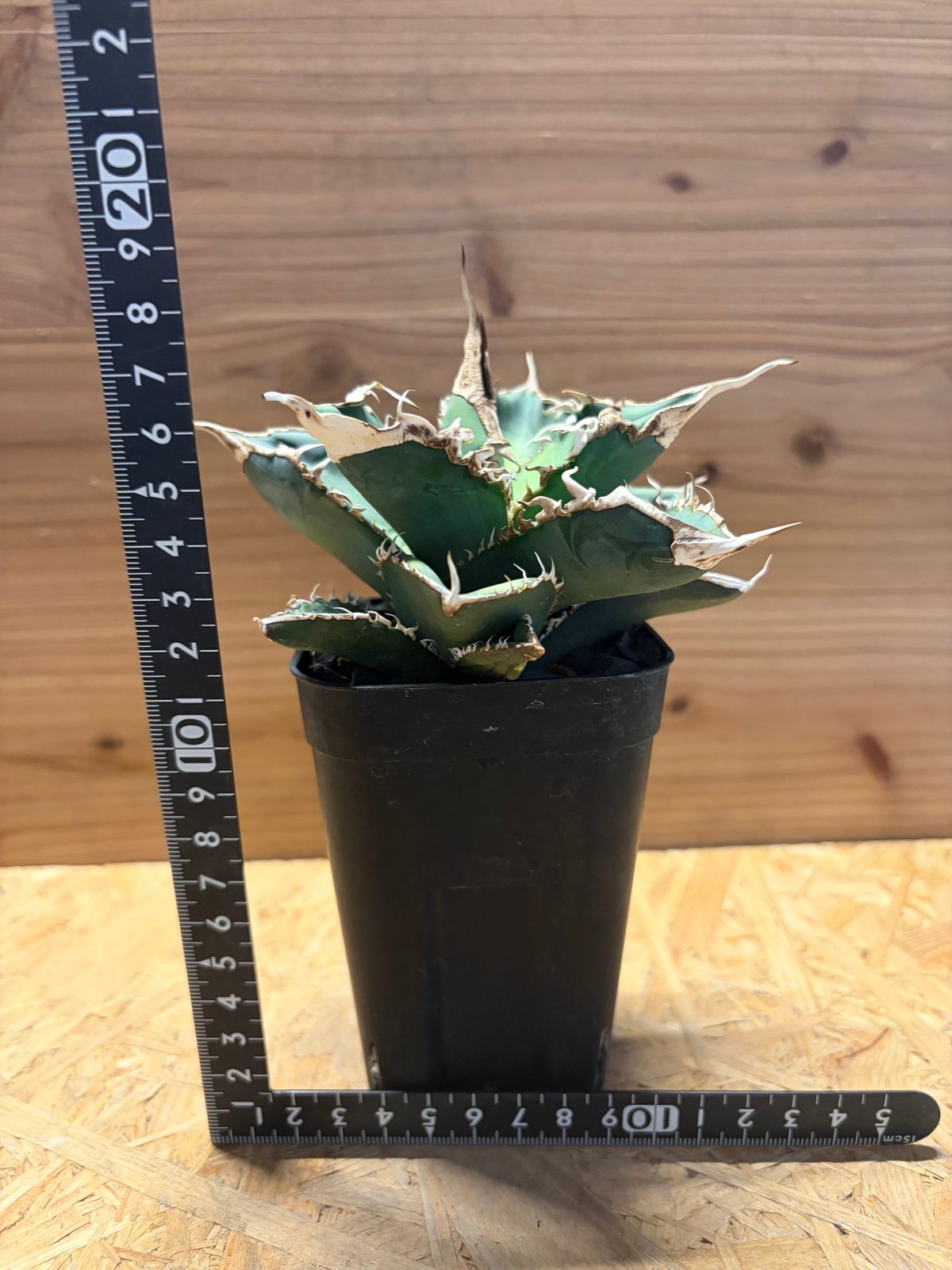 アガベ チタノタ 緑幽霊 TC 【1】 アガベ・チタノタ 緑幽霊(中)-010｜agave titanota green ghost