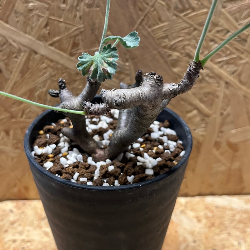 ペラルゴニウム ミラビレ ペラルゴニウム ミラビレ | GREEN LUCK