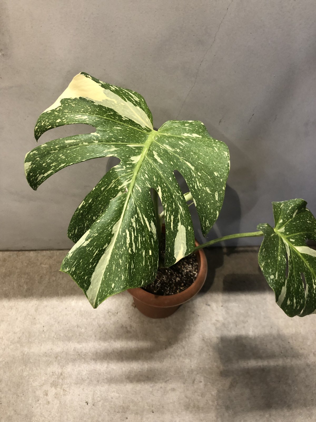 イエローモンスター　モンステラ　斑入り　７号鉢つき　巨大葉❗　① イエローモンスター モンステラ 斑入り 7号鉢つき 巨大葉❗ ①