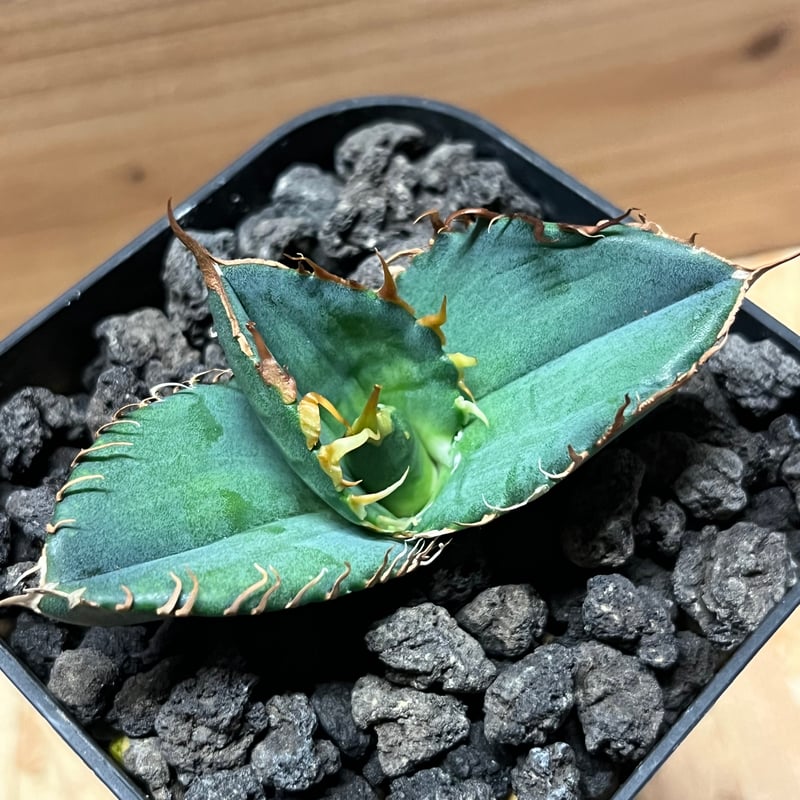 アガベ チタノタ 大螯蝦 ロブスター | GREEN LUCK