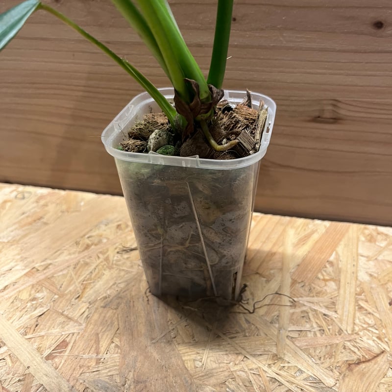 フィロデンドロン ジョーピー | GREEN LUCK