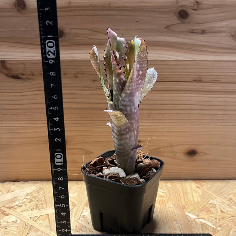 ビルベルギア カハカイ | GREEN LUCK